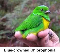 Blue-crowned Chlorophonia